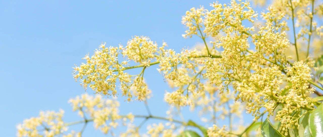 春日邀约:荔枝花开啦!_岭南_公园_花瓣