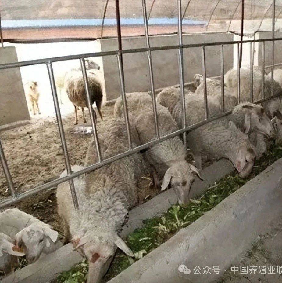 关于母羊配种的技巧,你知道多少?_产羔_条件_羊只