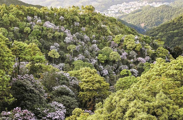 春登梧桐山 赏毛棉杜鹃