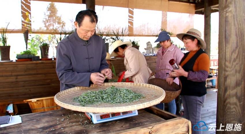 建始：马坡茶新鲜上市OB电竞APP 手工茶叶飘香引客来(图3)