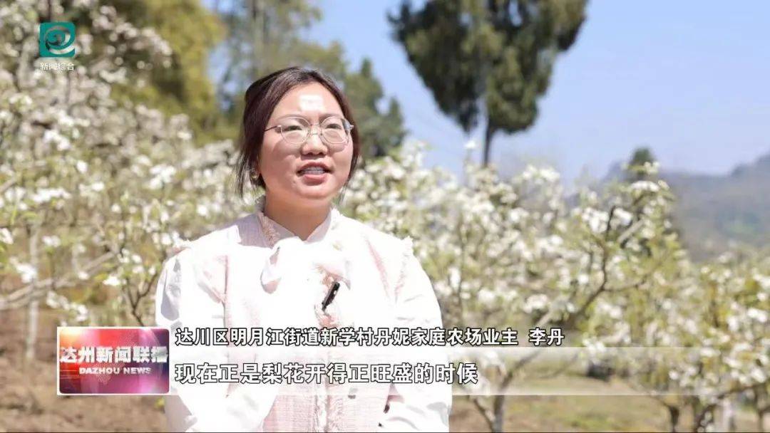 达川区明月江街道：百亩梨园梨花盛开，开启春日浪漫 漫步达川明月江，邂逅600余亩梨花盛景