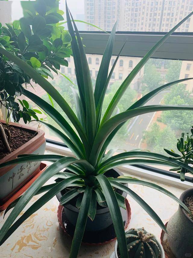 从菠萝头到美味菠萝，北京姑娘三年创造种植神话