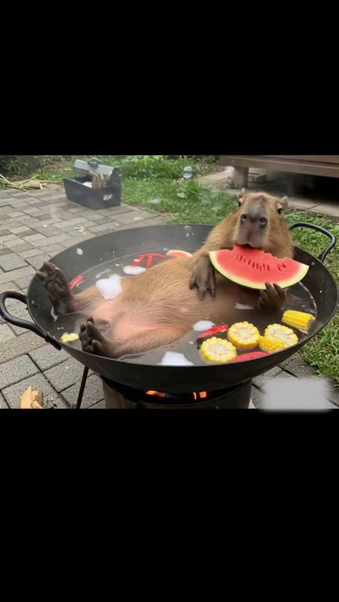 老鼠吃西瓜 搞笑视频 动物的迷惑行为 儿童动画 内容启发搜索 哈哈哥