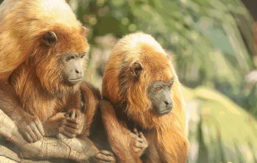 1080_685gif 动态图 动图