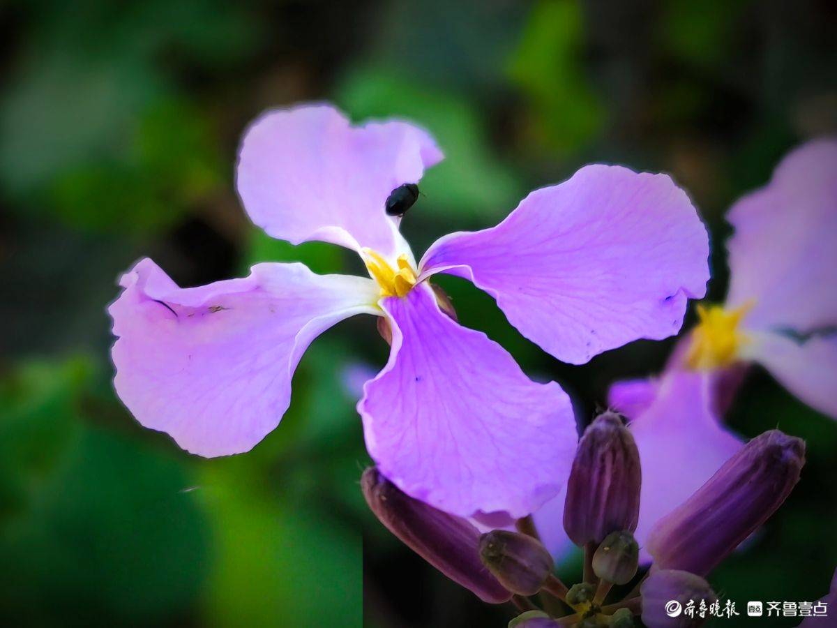 公园里的紫色小花二月兰_诸葛菜_高军_学名