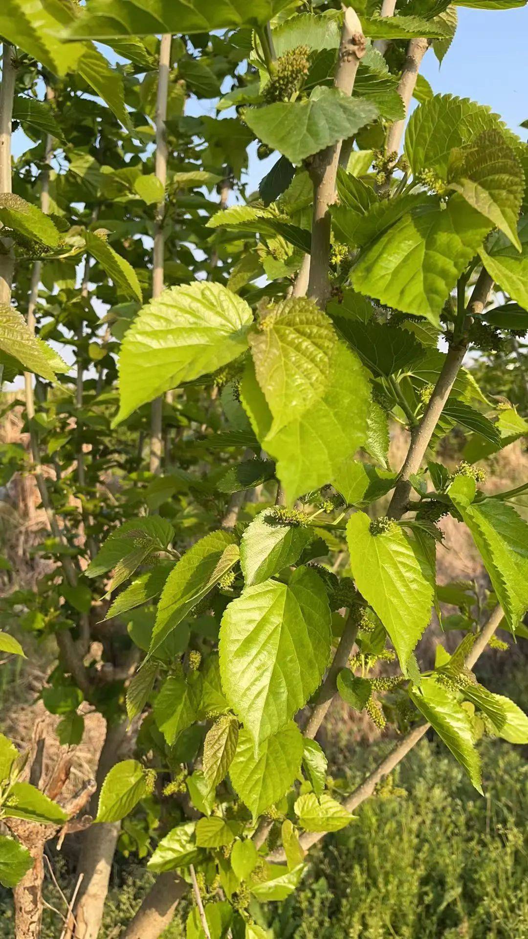 桑树_江南史_千年