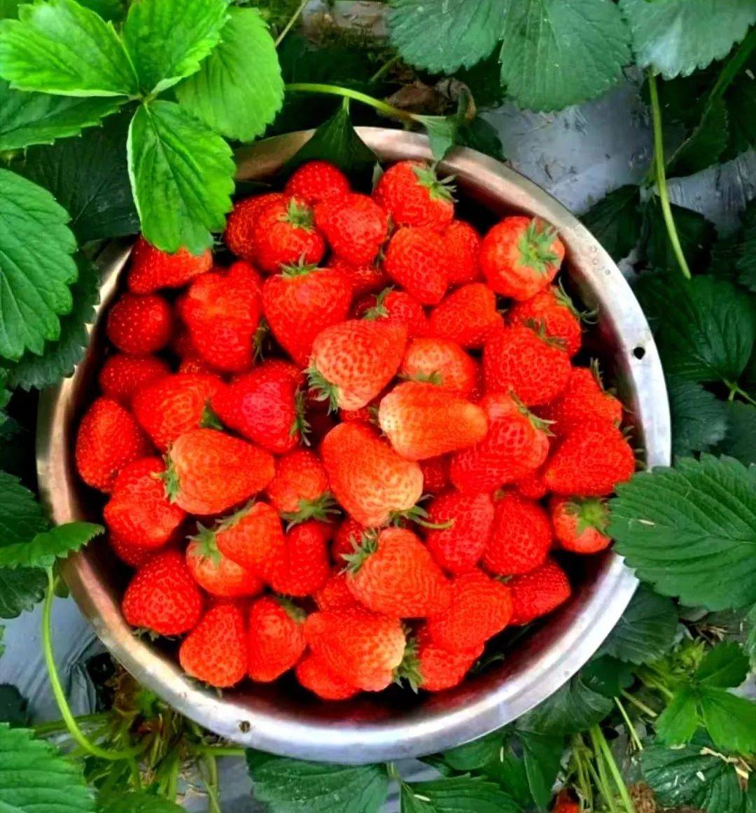 恰是一年草莓盛采时strawberry time邂逅草莓之美草莓上市啦~~开江