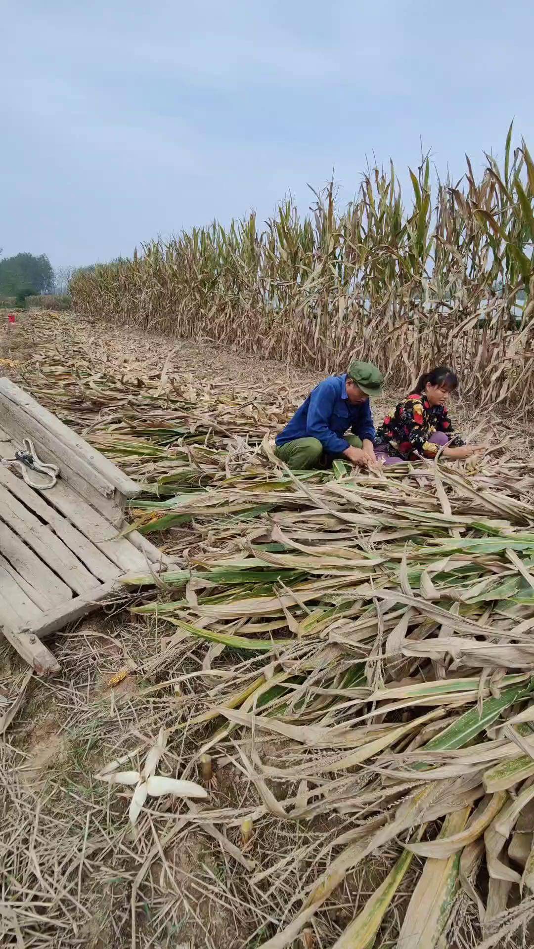 农村真实生活 丰收的季节 掰玉米