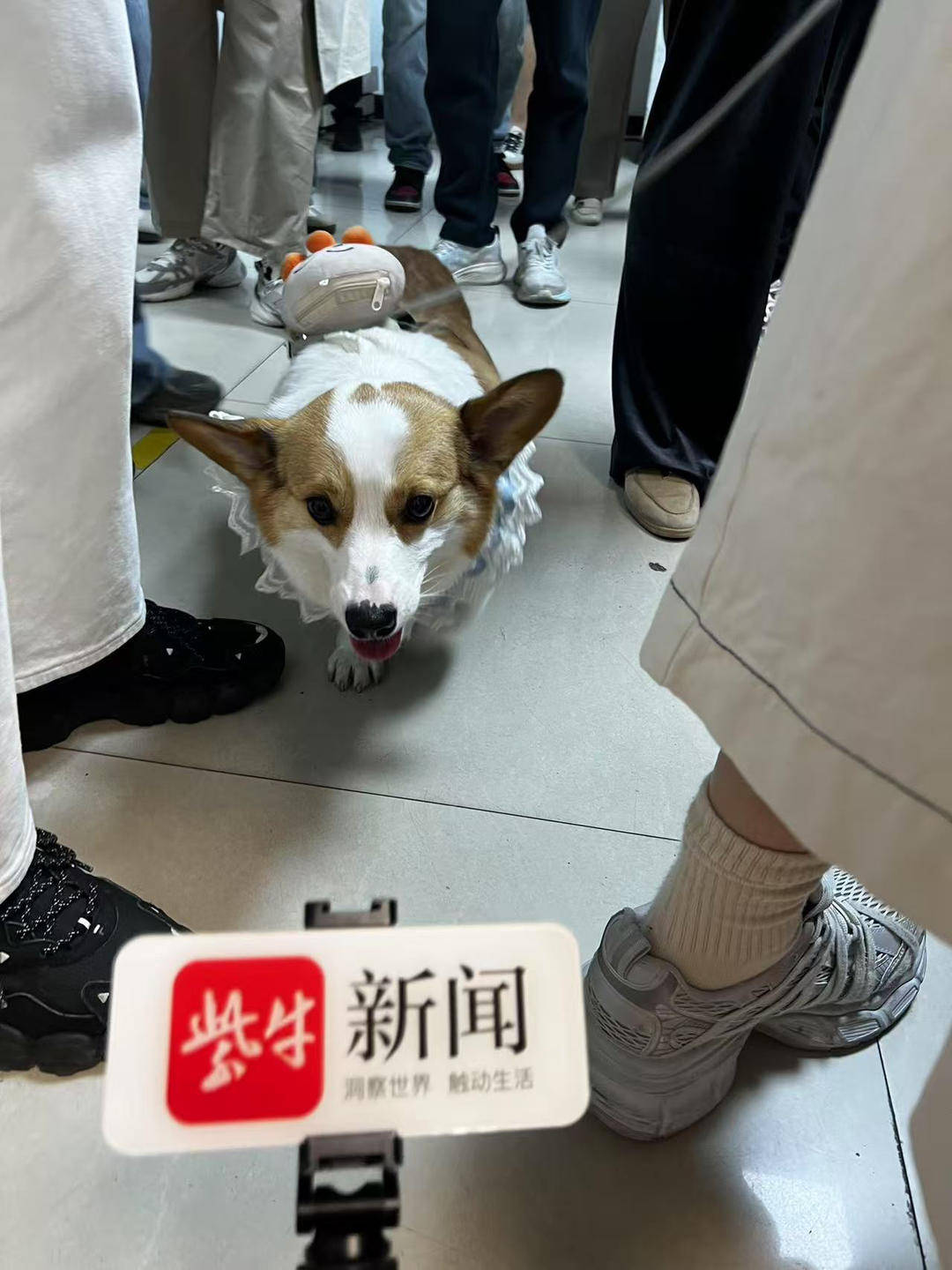 南京南站首单“宠物托运”发车，柯基犬成首位“旅客”（南京南站可以托运行李吗）