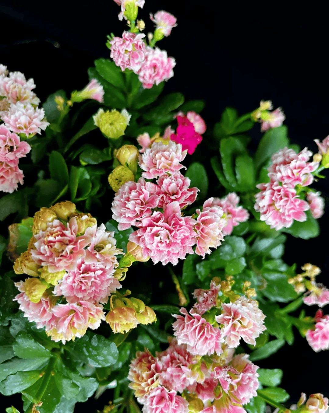 老年人喜欢养的4种花,重在养心,颜值也不差