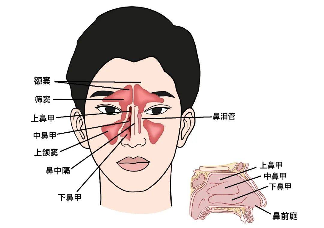 擤鼻子=帮倒忙?换季鼻敏感警报,这份防护手册请收好