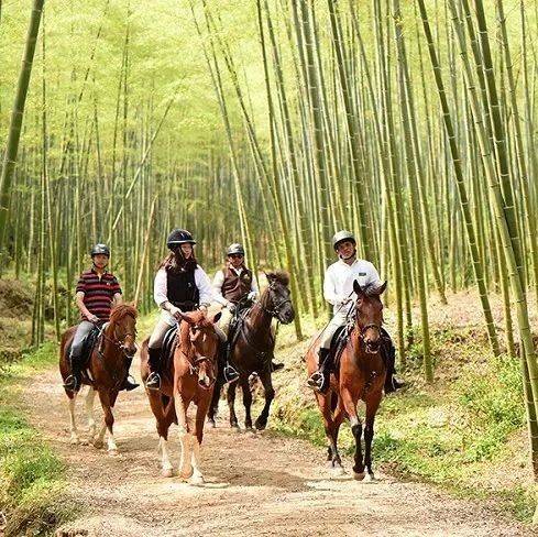 缰绳一提,在湖州“骑”乐无穷!_马术_专业_田原野