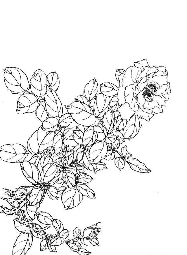 国画素材工笔月季花线描画谱