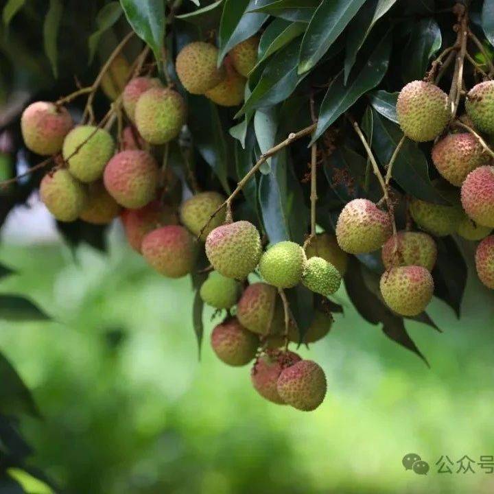 进入盛花期！种植总面积约1.15万亩！博白双旺镇将迎荔枝丰收年_欧子强_幼果_白平