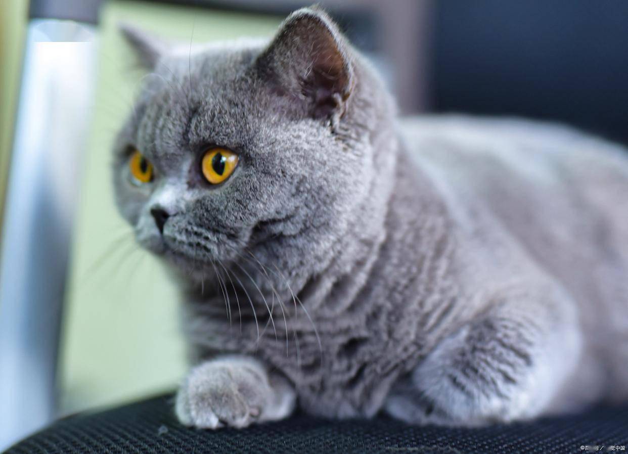 猫咪价格多少钱一只？附宠物猫咪价格表（猫咪一般多少钱一只）