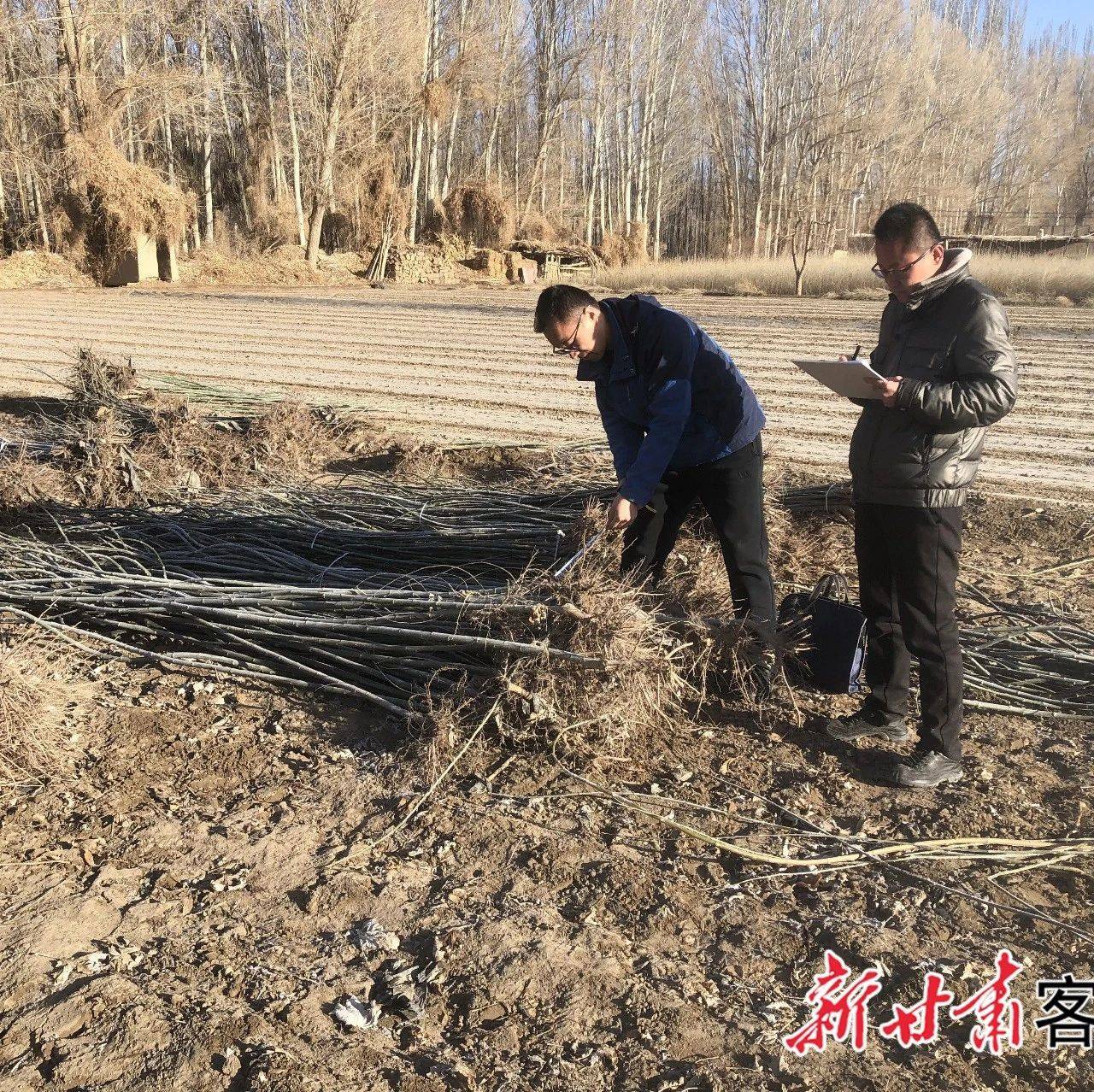 金塔：多举措保障“三北”工程种苗供应_苗木_全县_生产