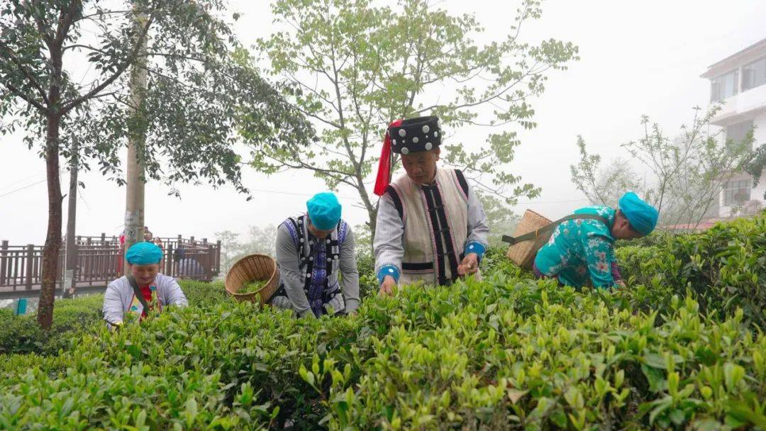 福贡：万亩春泛亚电竞下载茶采摘忙(图3)