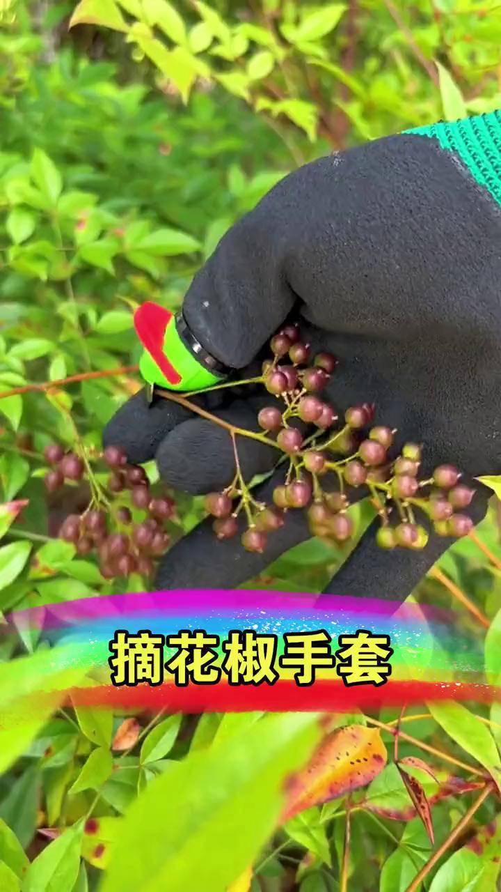 花椒采摘手套,好用不扎手哦,几分钟就能摘满一大筐!