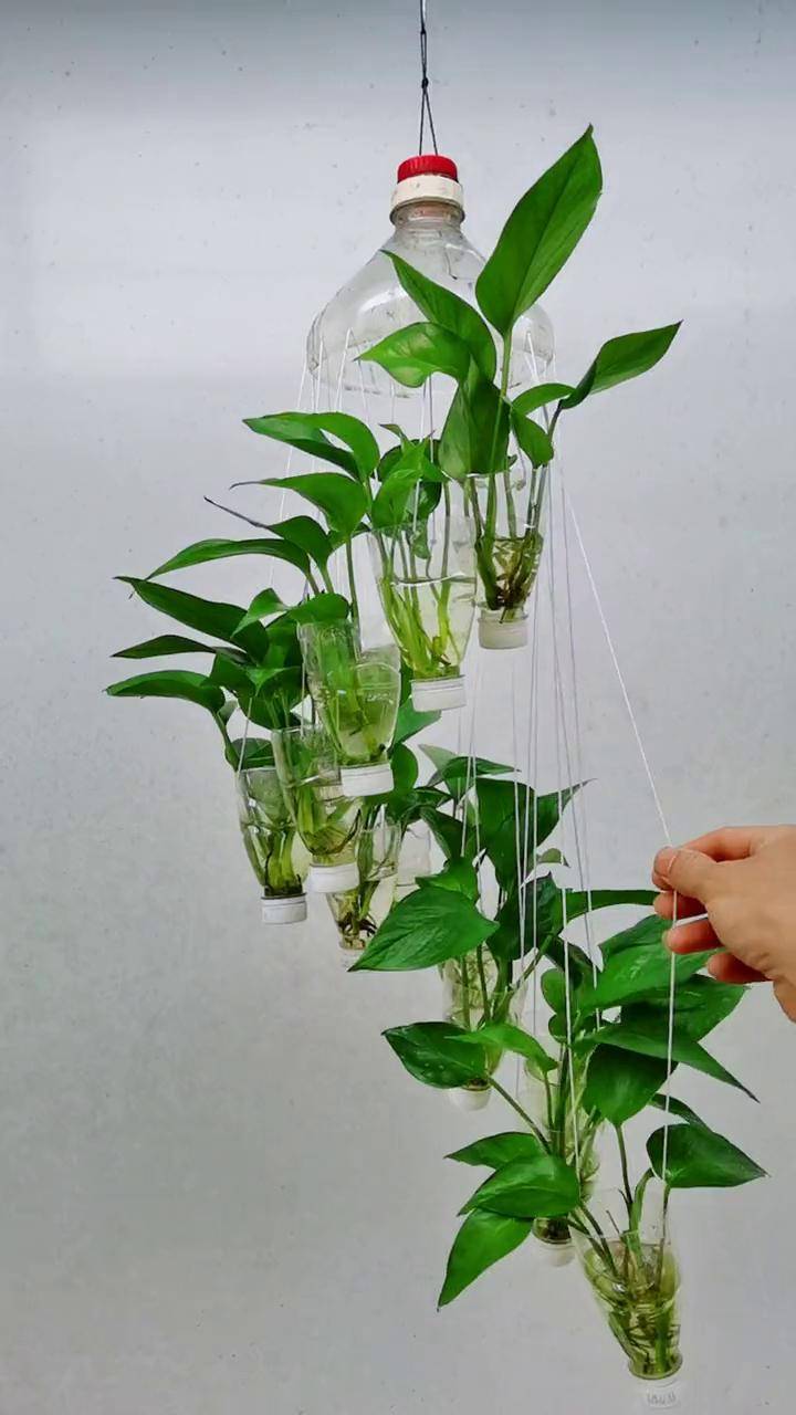 丢弃的瓶子还能这样做水培绿萝,是不是环保又漂亮呢?dou 小助手