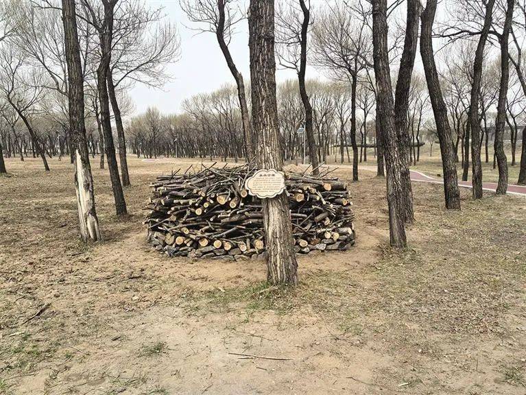 大黑河畔现"神秘拼图" "本杰士堆"解锁自然生态密码