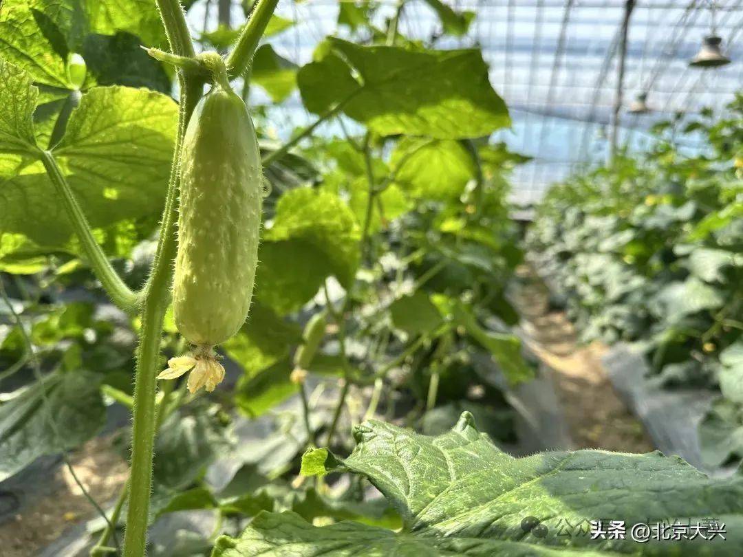 10大品牌蔬菜亮相大兴蔬菜产业上大分(图4)