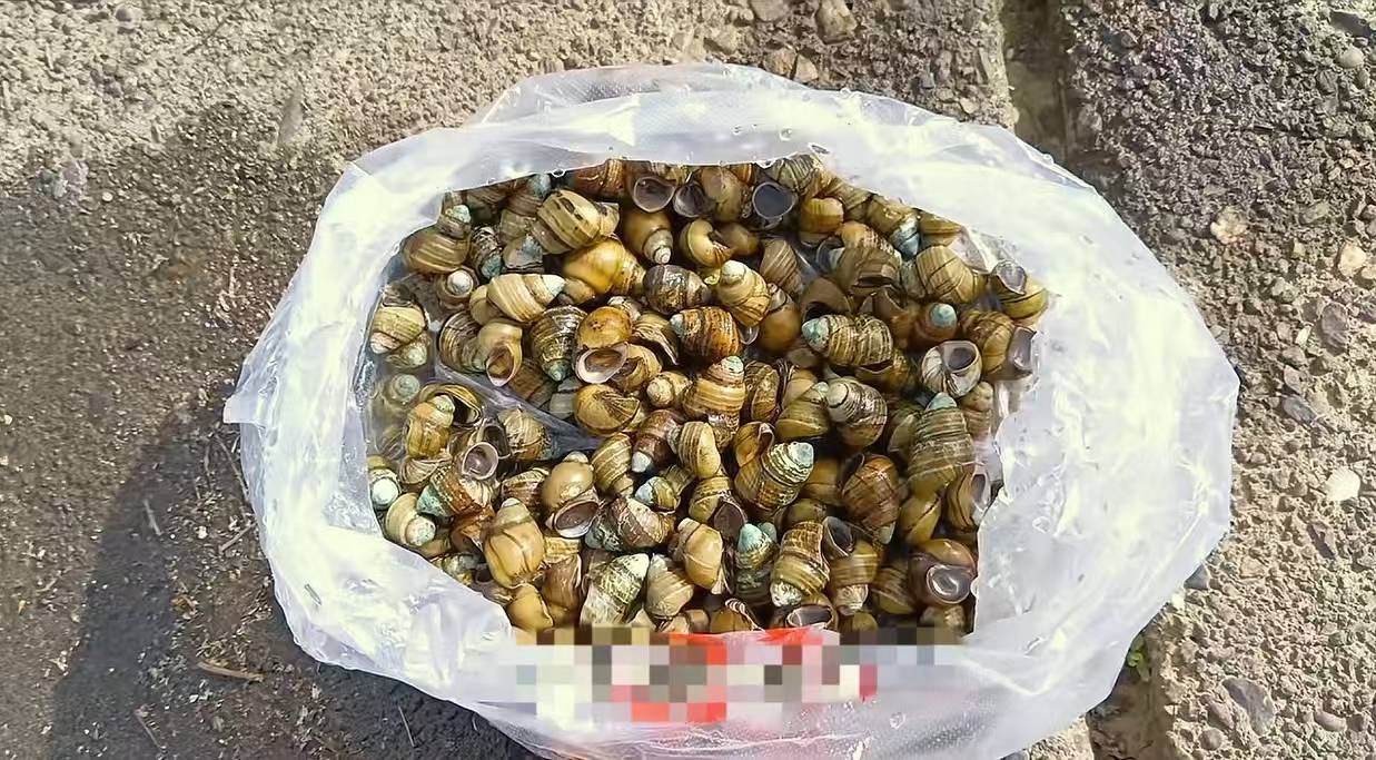 大量螺类生物现身湘江，有人“一捞一麻袋”！专家：不建议食用，捕捞野生螺可能被处罚_保护_网友_区域