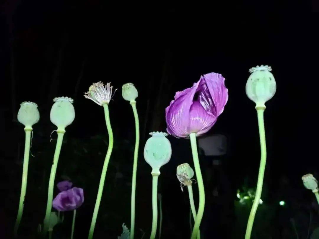 这种植物,种一株也违法!