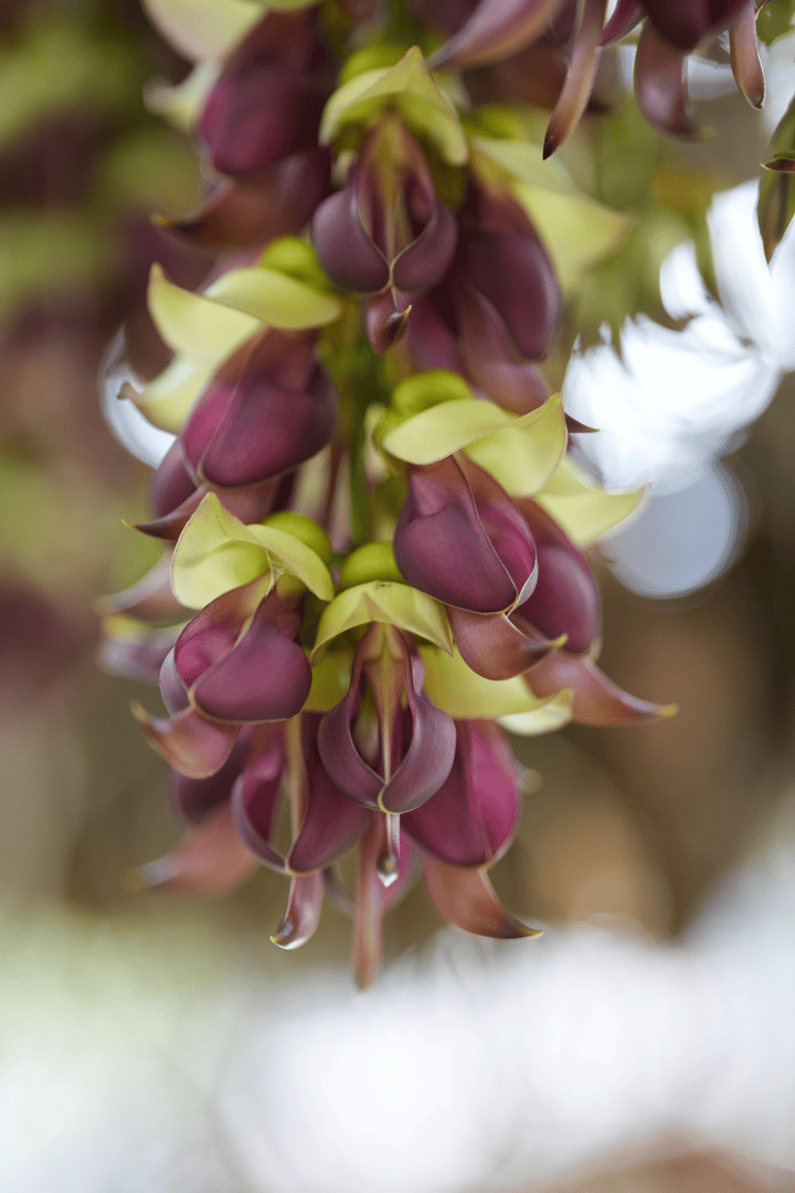 禾雀花摄影大赛开奖了!看看你的作品入选没