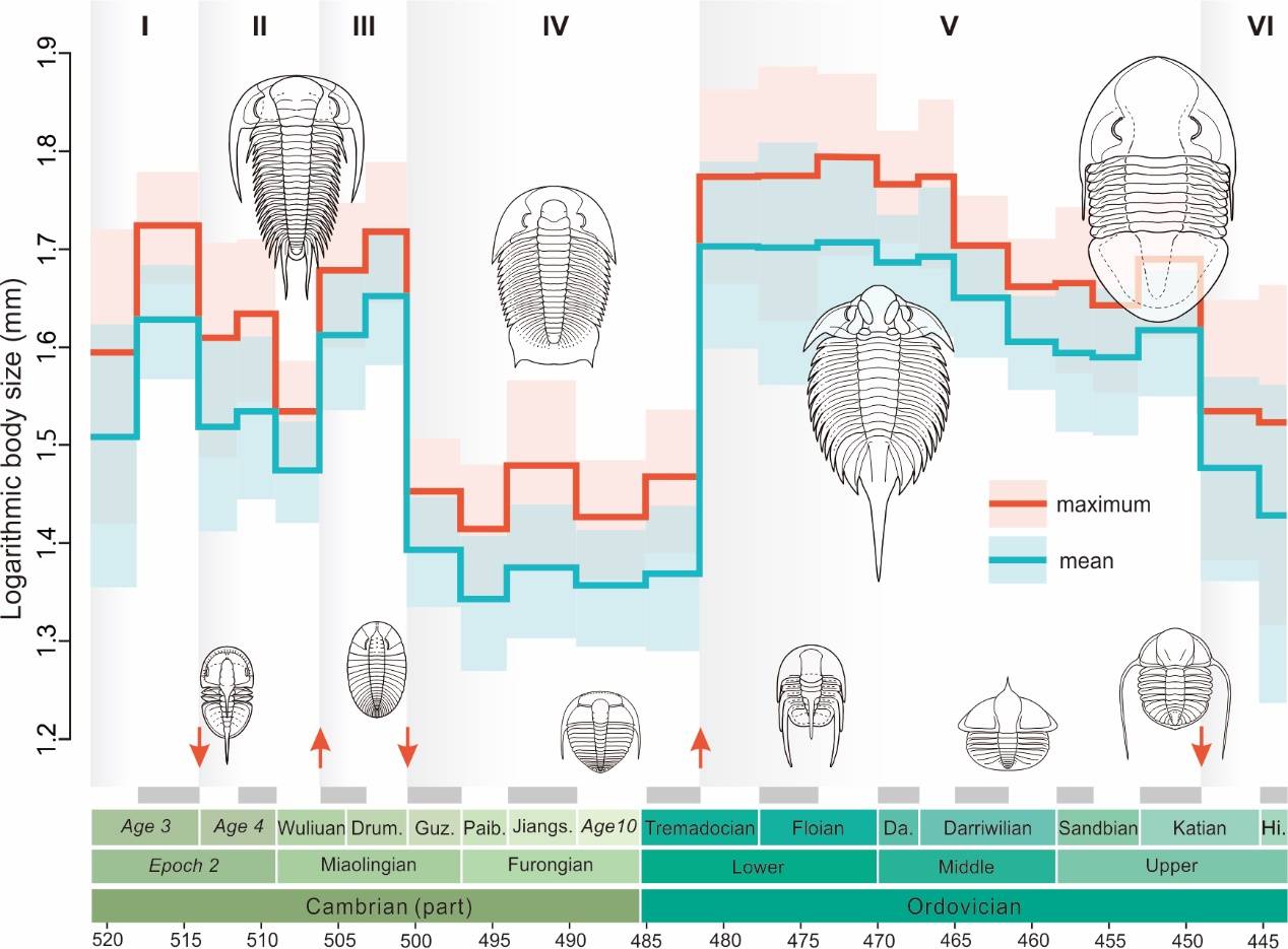 中美科学家合作发现氧含量或是生物体型控制的重要因素，创建出目前数据量最大、时间分辨率最高的全球寒武纪和奥陶纪三叶虫的体型数据库