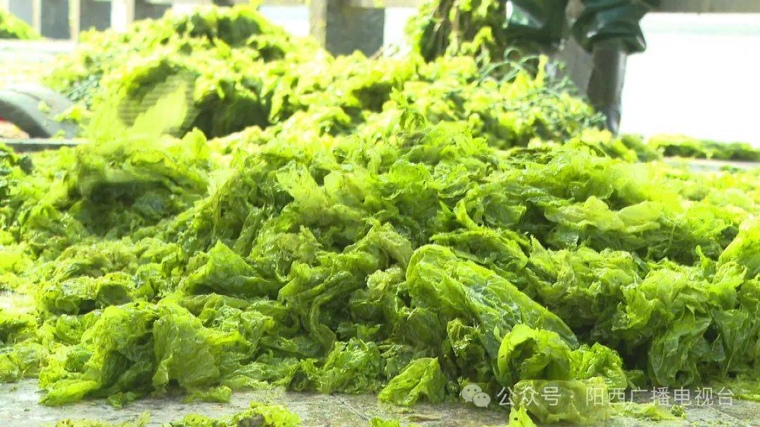 沙扒海菜大量上市 每天收获1美嘉体育下载0多万斤(图3)