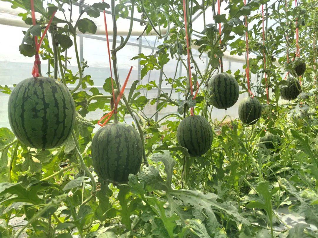 京美2k西瓜上市!