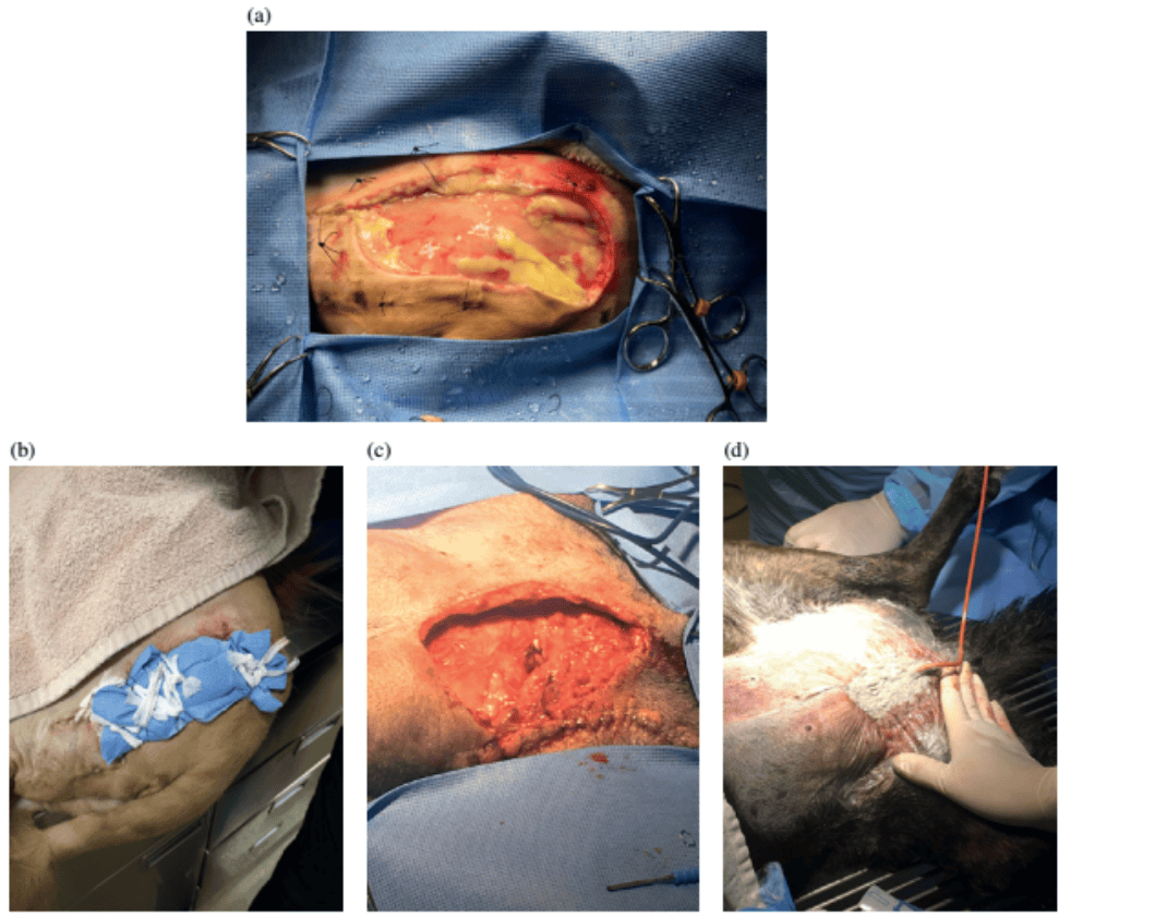 外科医生必学!最新资料总结动物创伤的6种清创操作