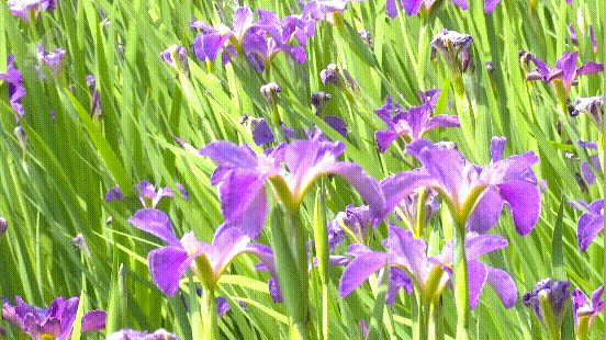 花期持续至6月!西华公园开满"蝴蝶花"