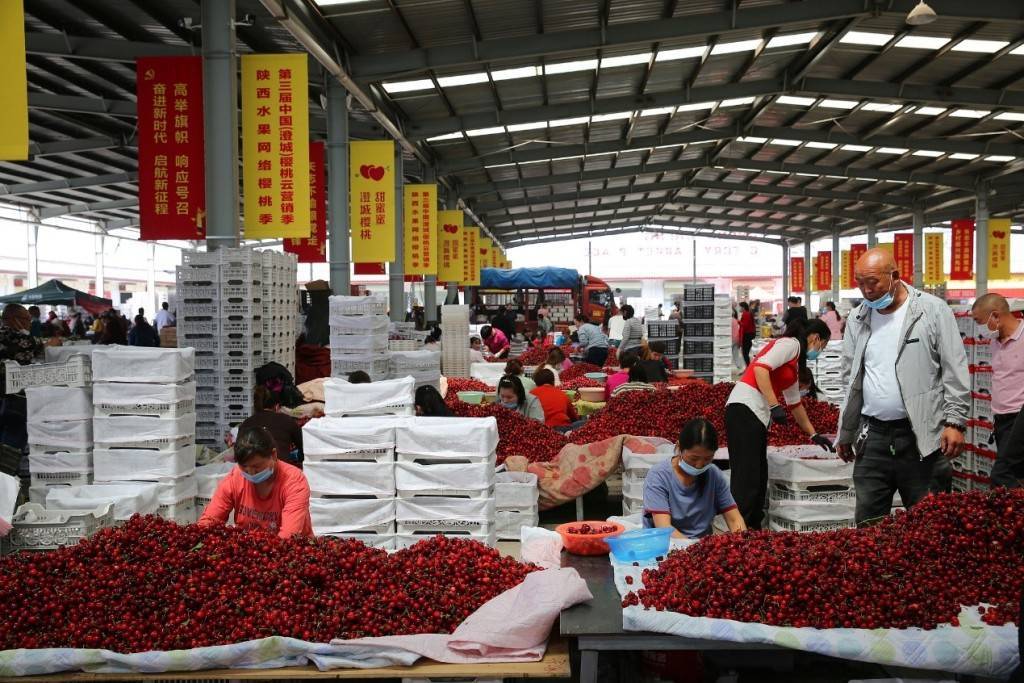 陕西澄城打造“中国樱桃第一县”：从黄土高原走向海外年产值超30亿开云体育入口(图2)