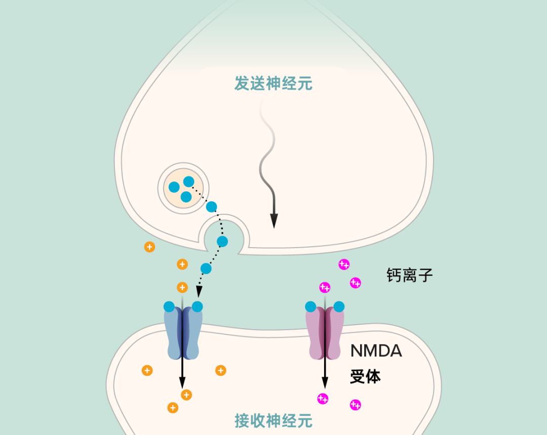 为何大脑越用越灵？那得问那只改变记忆研究的兔子
