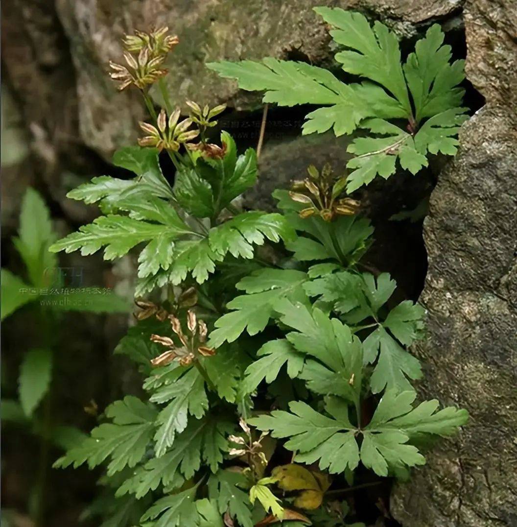 认识中药材黄连