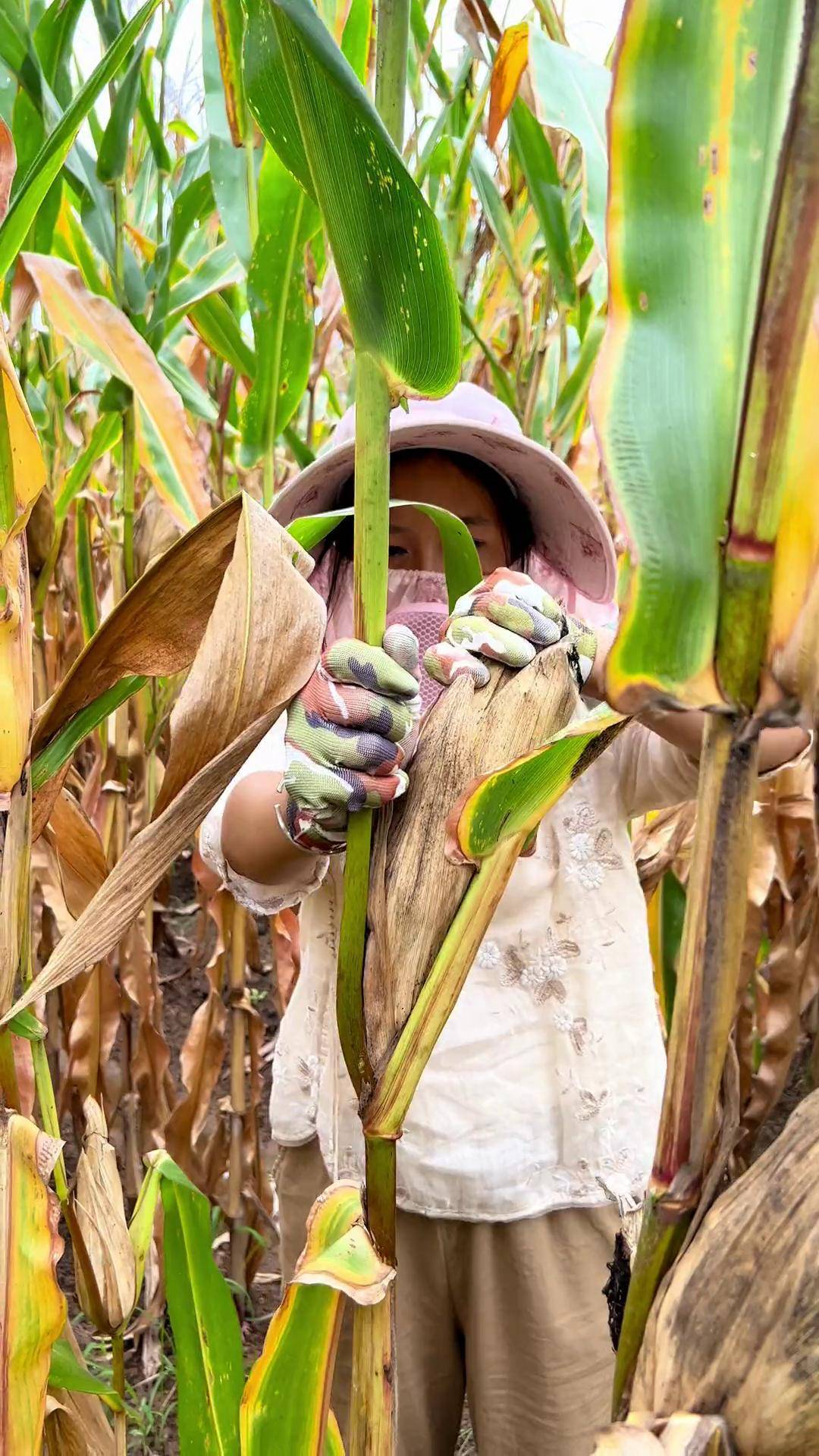 农村的90后应该都干过这件事情吧掰玉米 农村生活 玉米地的小孩 三农