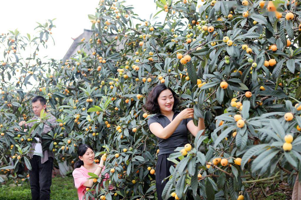 2025年5月8日,重庆,永川区卫星湖街道,游客在枇杷基地兴奋地采摘大