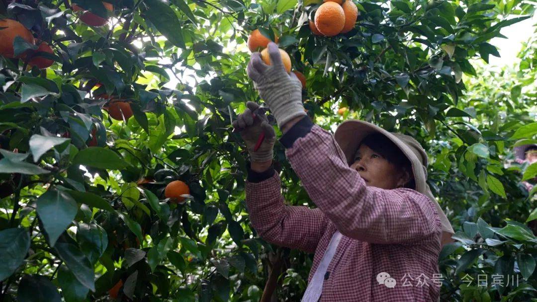 开云体育下载科技“引擎”轰鸣大理宾川水果产业一路“狂飙”(图2)
