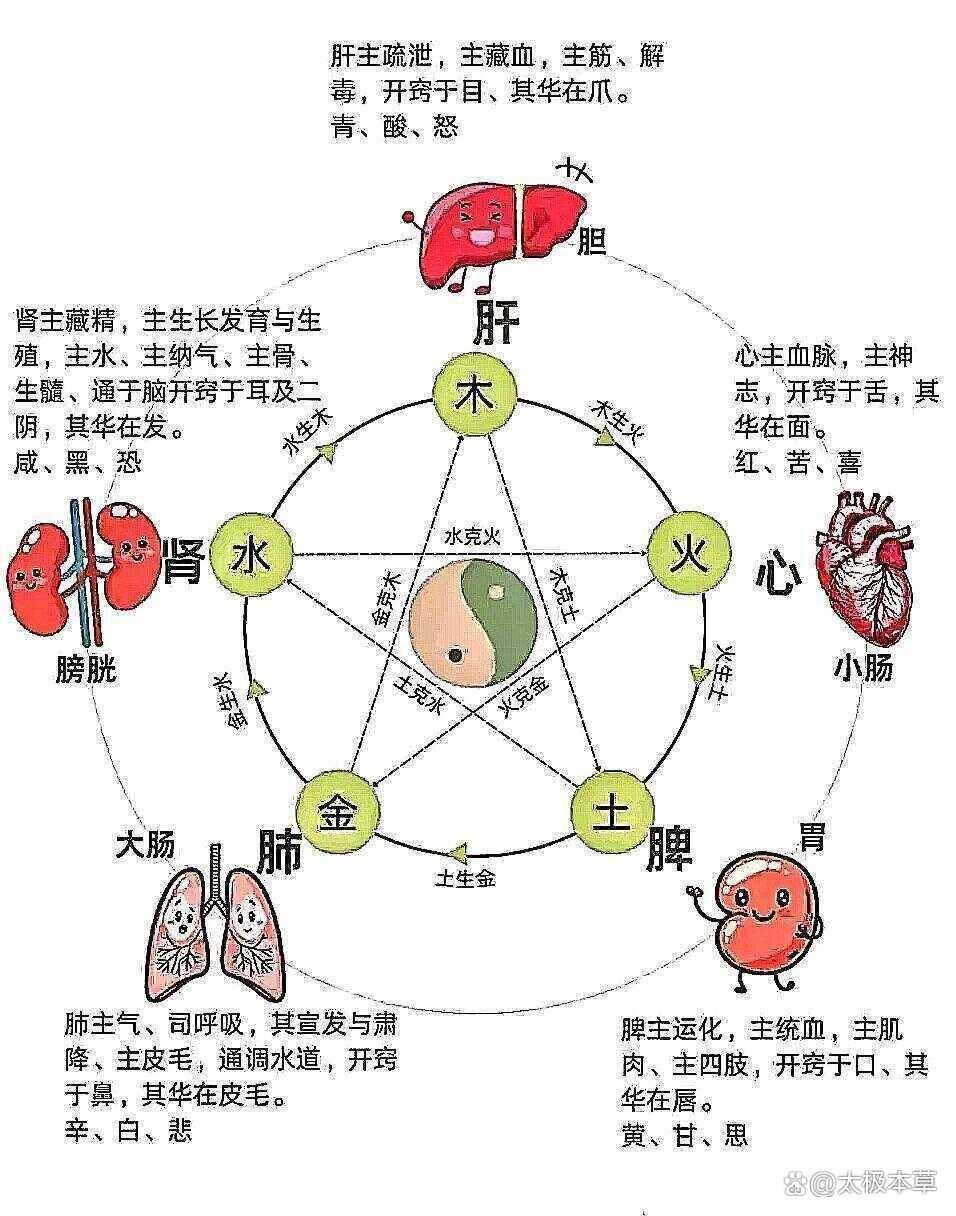 中医五脏及六腑的辩证关系_表里_小肠_血液