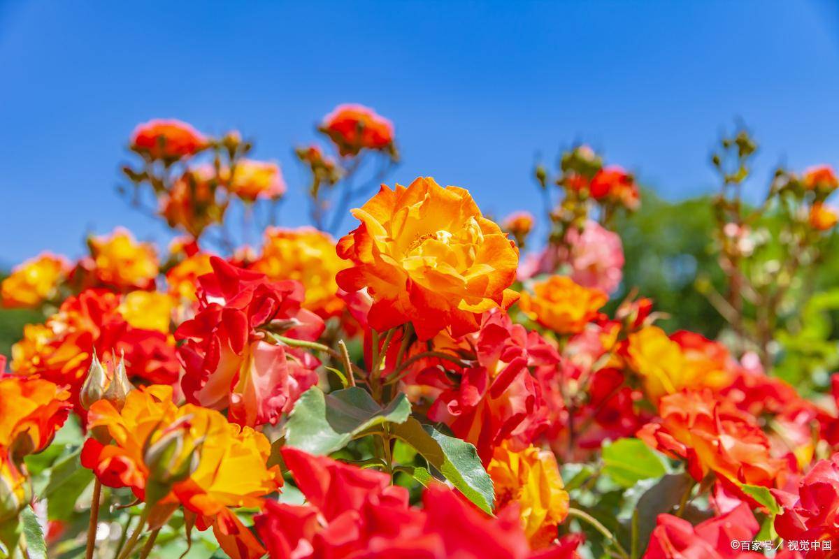 争奇斗艳”与“争奇斗妍”有何不同？你可能一直搞不清楚，快看_搜狐网