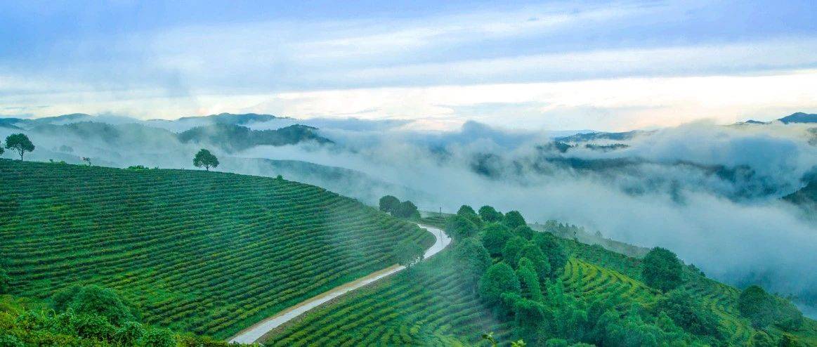 【茶香西双版纳】解码千年茶韵的微生物密码_普洱茶_原素_科技