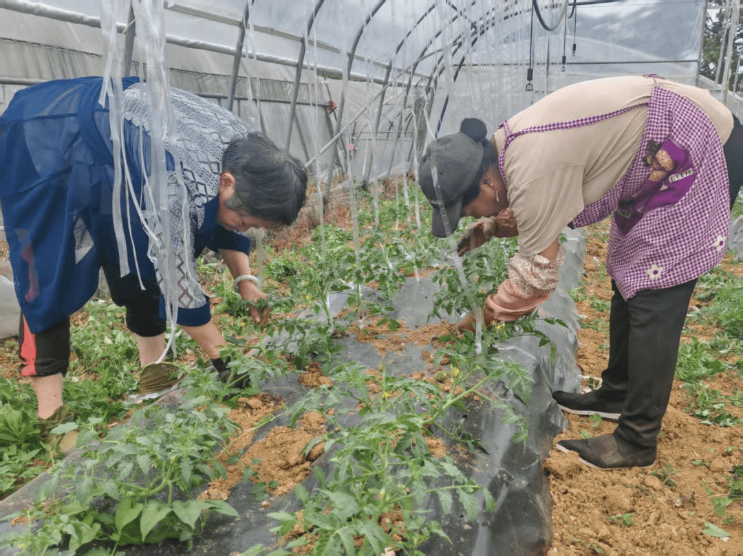 感恩之城正奋进 大方县马场镇：大棚蔬菜水果种植“钱”景好开云体育(图3)