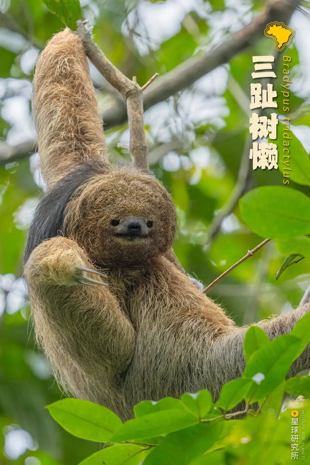 巴西代表动物