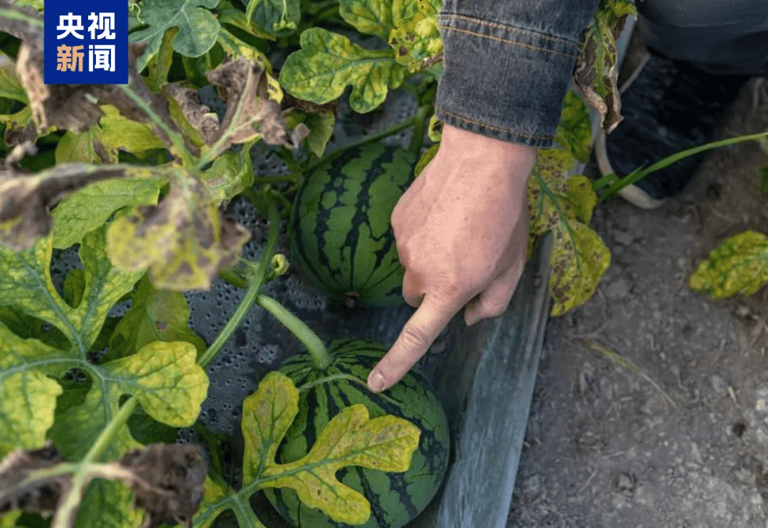 拍拍西瓜，就能月入过万？