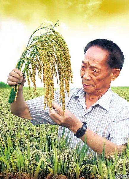 袁隆平人物事迹简短图文(袁隆平人物事迹简短图文300字)