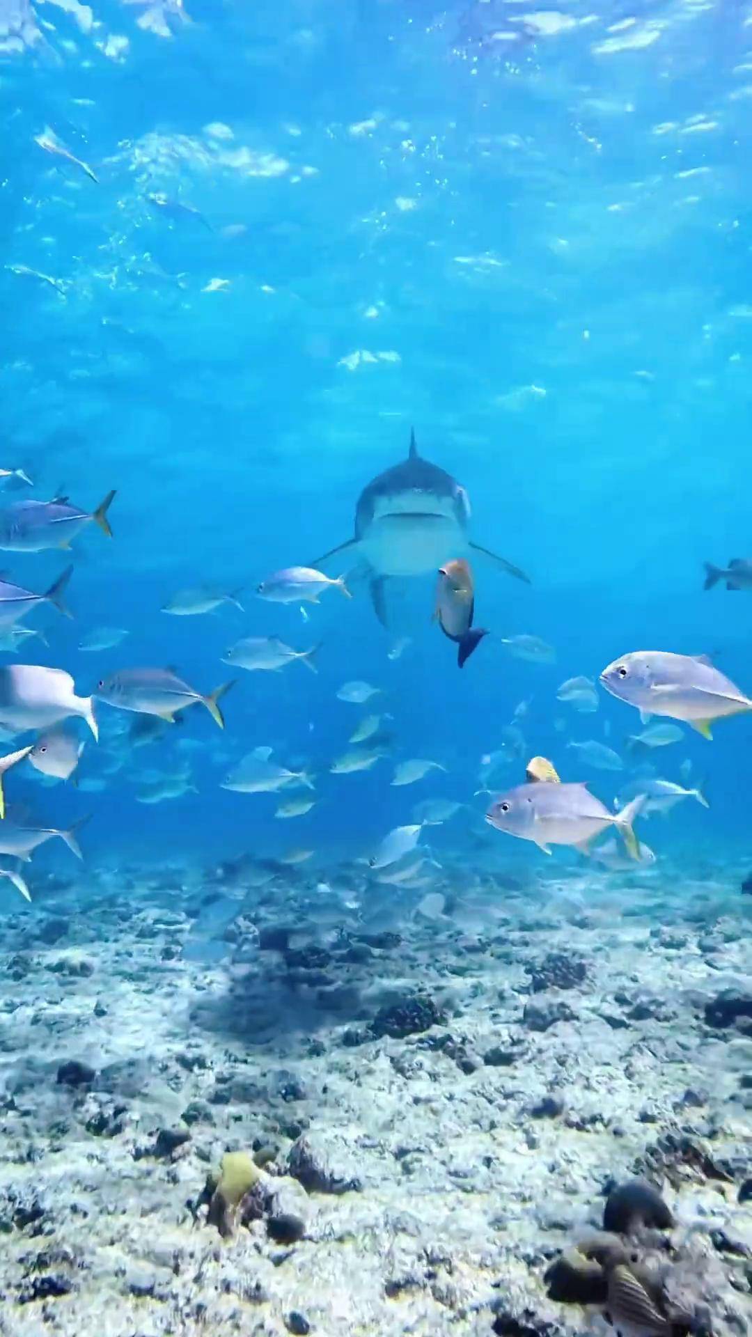 跟随欢快节奏游蓝色治愈系的海底世界,看大自然绚丽美景!