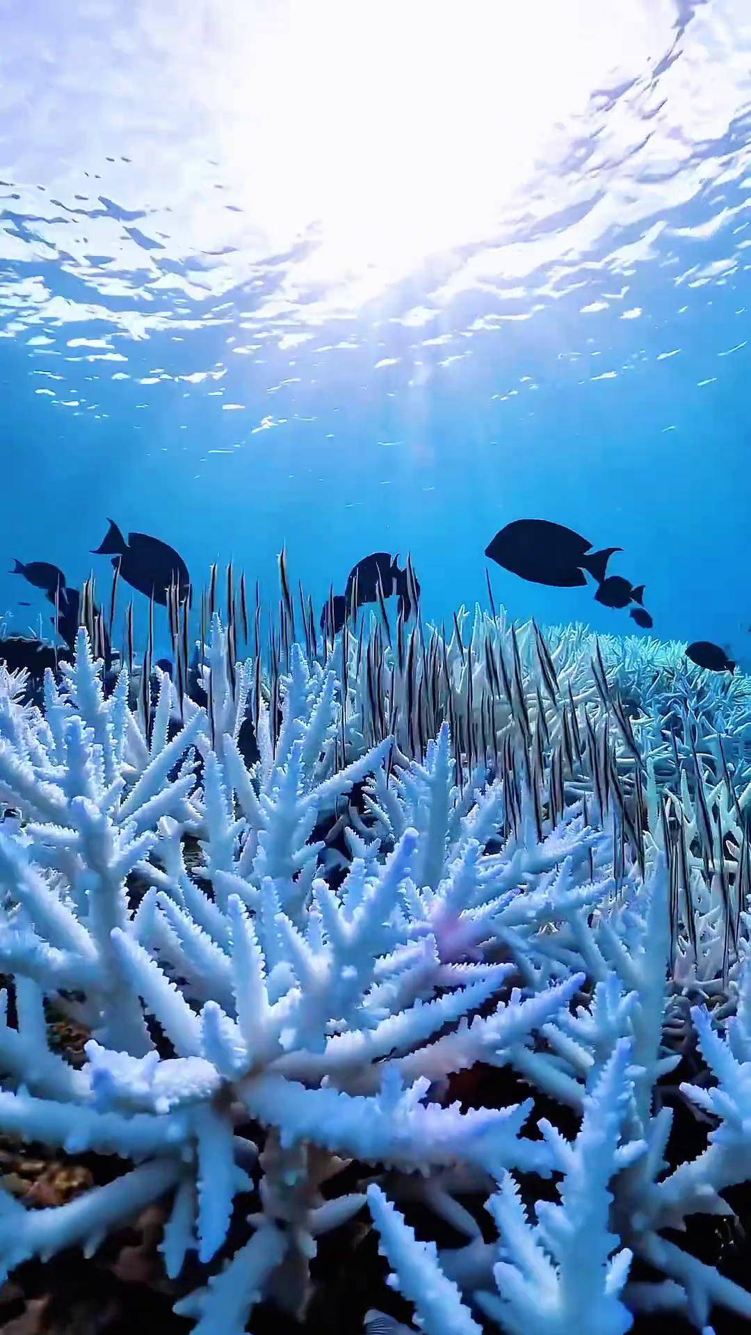 一起看看海底世界神奇的大海奇妙的海洋生物 海底真实视频 蓝色治愈系