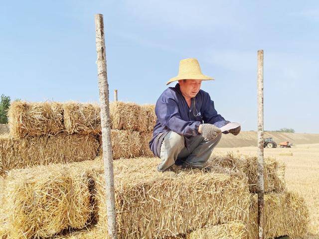 花生秧回收：绿色循环农业的新篇章