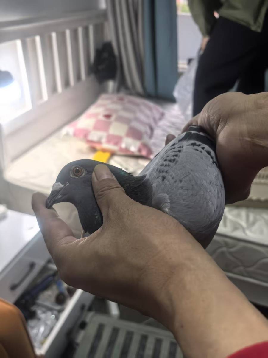 “身价”50万的信鸽“不翼而飞”!盗鸽贼竟是...... “身价”50万的信鸽“不翼而飞”!盗鸽贼竟是......